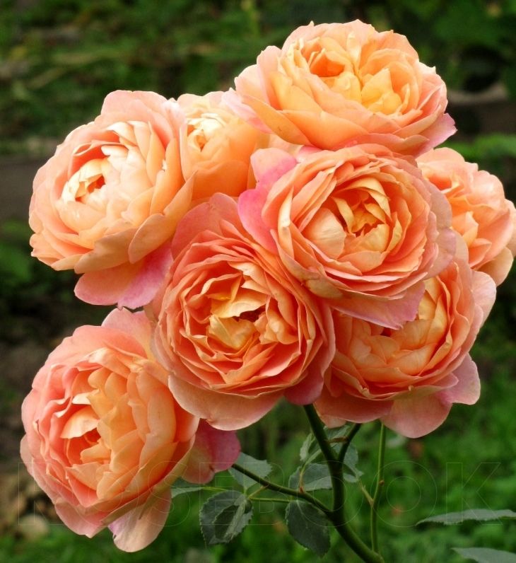 lady-of-shalott-ledi-of-shalot-austin-2009-1 | ЛПХ питомник роз "ГАРАНТ"