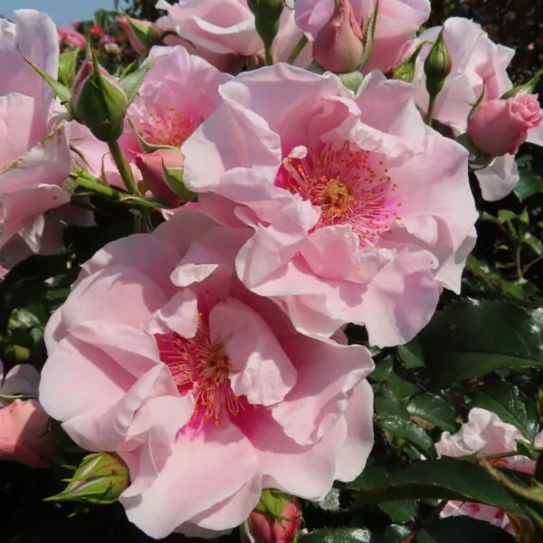 Megan_Floribunda_Garden_Rose_20_04-scaled-600x600 | ЛПХ питомник роз "ГАРАНТ"